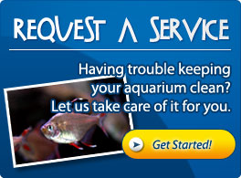 Aquariums Alive Gold Coast - Aquariums Servicing