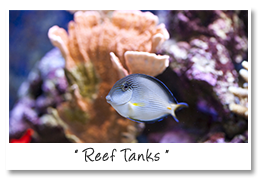 Reef Tank Marine Aquarium